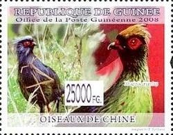 Blood Pheasant (Ithaginis cruentus)