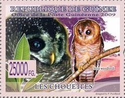 African Wood Owl (Strix woodfordii)