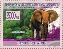 African Elephant (Loxodonta africana)