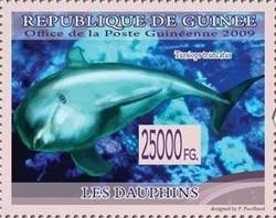 Common Bottlenose Dolphin (Tursiops truncatus)