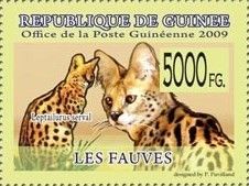 Various Wild Cats