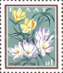 Crocus atticus