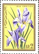 Iris cretica