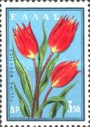 Wild Tulips (Tulipa boeotica)