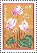 Cyclamen greacum