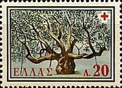 Plane-tree of Hippocrates