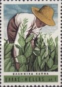 Scientific Tobacco Congress - Tending tobacco plants
