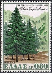 Nature Conservation Year - The Kefallonia Fir tree