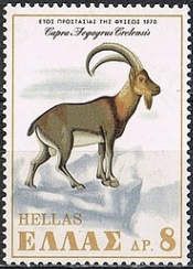 Cretan Wild Goat (Capra aegagrus cretica)