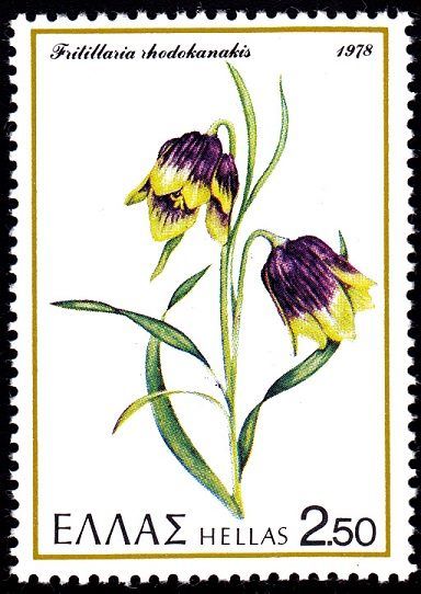 fritillary "Fritillaria rhodokanakis"