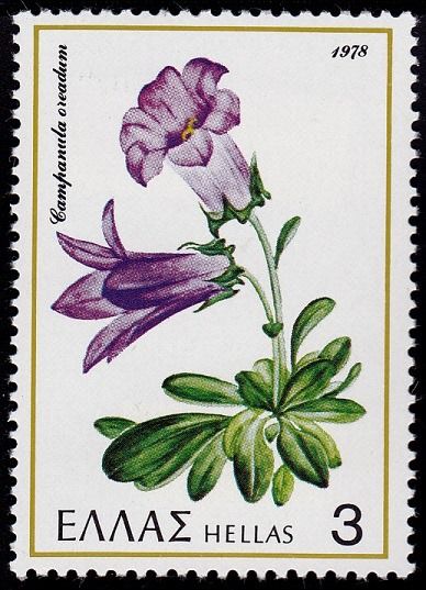 Bellflower "Campanula oreadum"