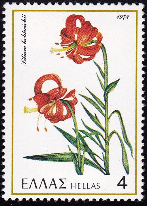 Lilium "Lilium heldreichii"