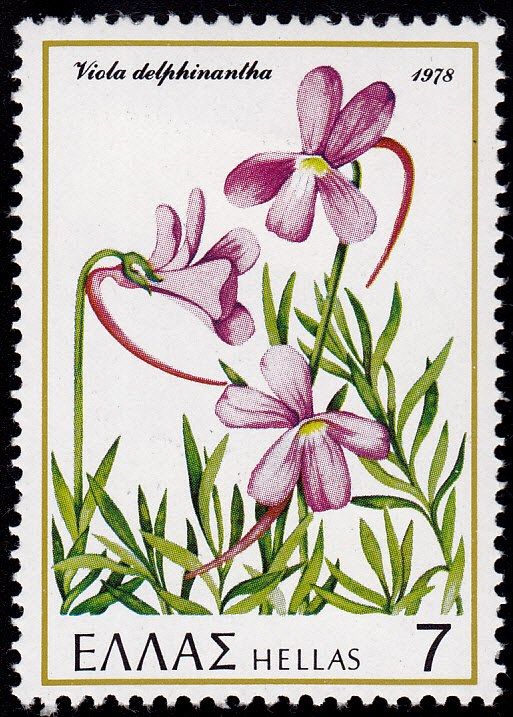 violet "Viola delphinantha"
