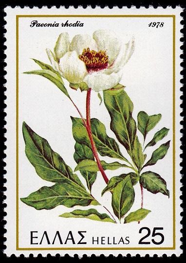 Peony "Paeonia rhodia"