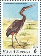 Purple Heron (Ardea purpurea)