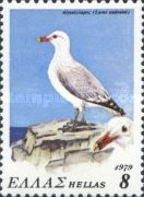 Audouin's Gull (Larus audouinii)