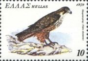 Eleonora's Falcon (Falcon eleonorae)