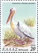 Great White Pelican (Pelecanus onocrotalus)