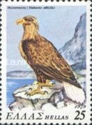 White-tailed Eagle (Haliaetus albicilla)