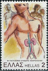 Human body showing kidneys