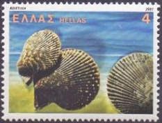Variegated Scallop (Chlamys varia)