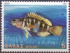 Painted Comber (Serranus scriba)