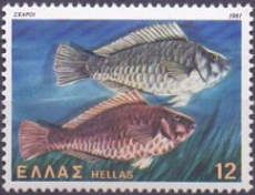 Mediterranean Parrotfishes (Sparisoma cretensis)