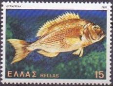 Common Dentex (Dentex dentex)