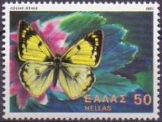 Pale Clouded Yellow (Colias hyale)