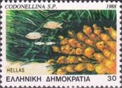 Coral (Codonellina sp.)