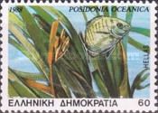 Neptune Grass (Posidonia oceanica)