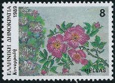 Rosa canina (dog rose)