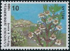 Myrtus communis (common myrtle)