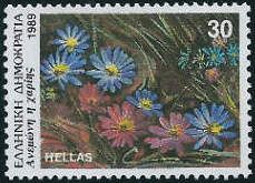 Grecian windflower (Anemone blanda)