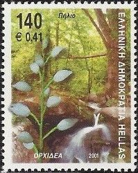 Cephalanthera longifolia - Sword-leaved Helleborine