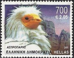 Egyptian Vulture (Neophron percnopterus)