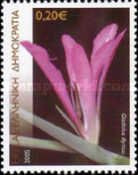 Gladiolus illyricus (wild gladiolus)