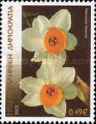 Narcissus tazetta (bunch-flowered narcissus)
