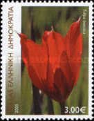 Wild tulip (Tulipa boeotica)