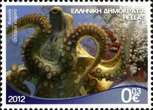 Common Octopus (Octopus vulgaris)