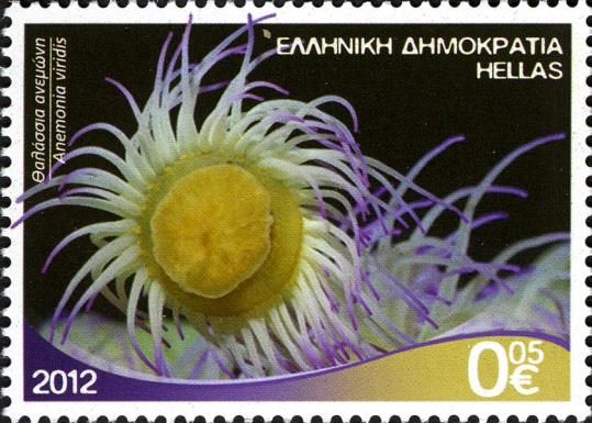 Mediterranean Snakelocks Sea Anemone (Anemonia viridis)