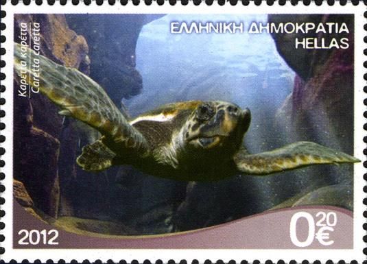 Loggerhead (Caretta caretta)