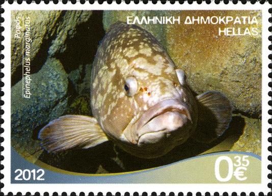 Dusky Grouper (Epinephelus marginatus)