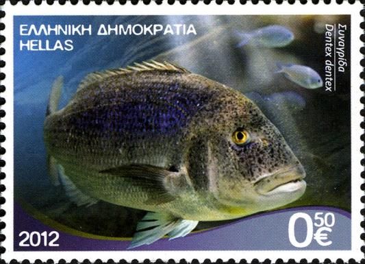 Common Dentex (Dentex dentex)