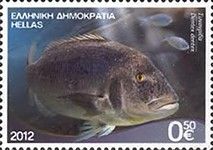 Common Dentex (Dentex dentex)