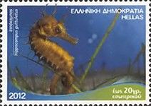 Long-snouted Seahorse (Hippocampus guttulatus)