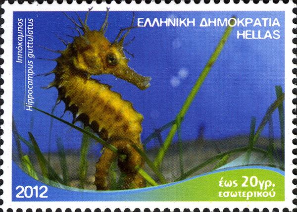 Long-snouted Seahorse (Hippocampus guttulatus)