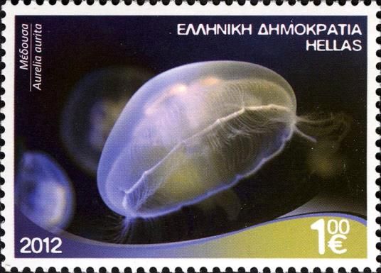 Common Jellyfish (Aurelia aurita)