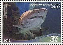 Sand Tiger Shark (Carcharias taurus)