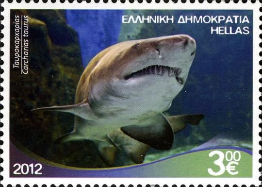 Sand Tiger Shark (Carcharias taurus)